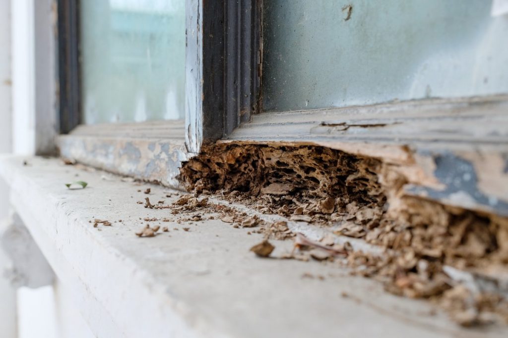 Does Homeowners Insurance Cover Termite Damage?