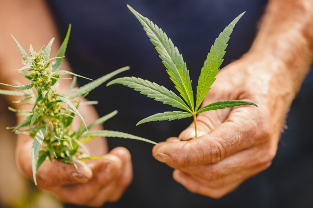 How Marijuana Use Affects Your Life Insurance Policy